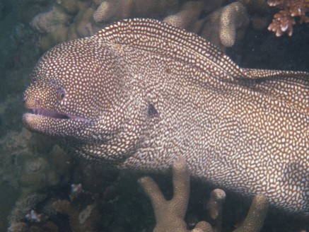 This Whitemouth Moray gave me the evil eye.
