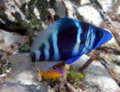 My favorite reef fish (Indigo Hamlet) makes and appearance